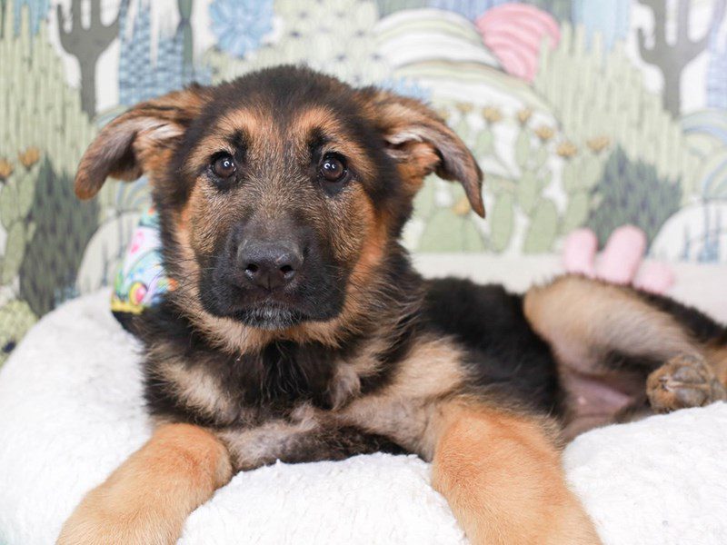 German Shepherd-Female-blk & tn-3572333-Animal Kingdom | Puppies N Love