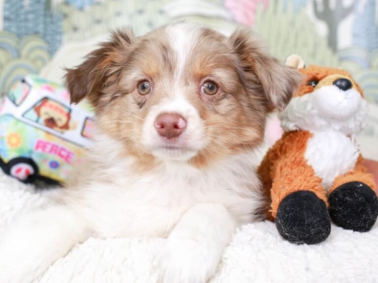 Mini Aussie
