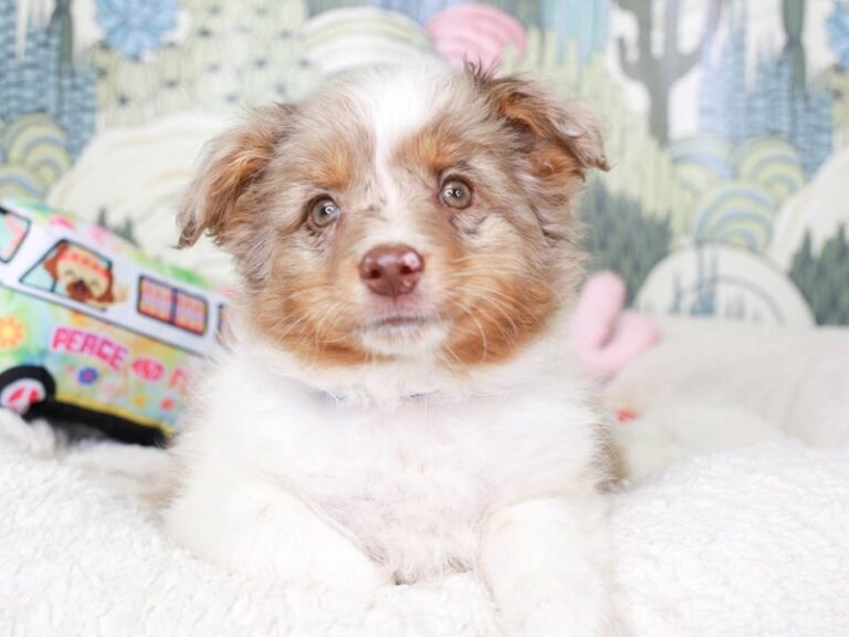 Mini Aussie