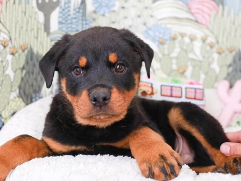 Rottweiler