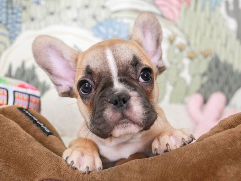 French Bulldog
