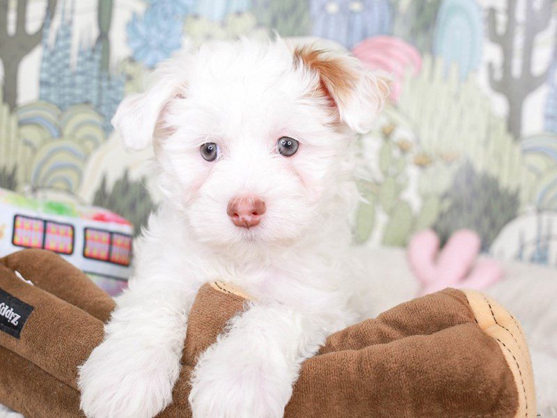 Chinese Crested-Male-Red-3570034-Animal Kingdom | Puppies N Love