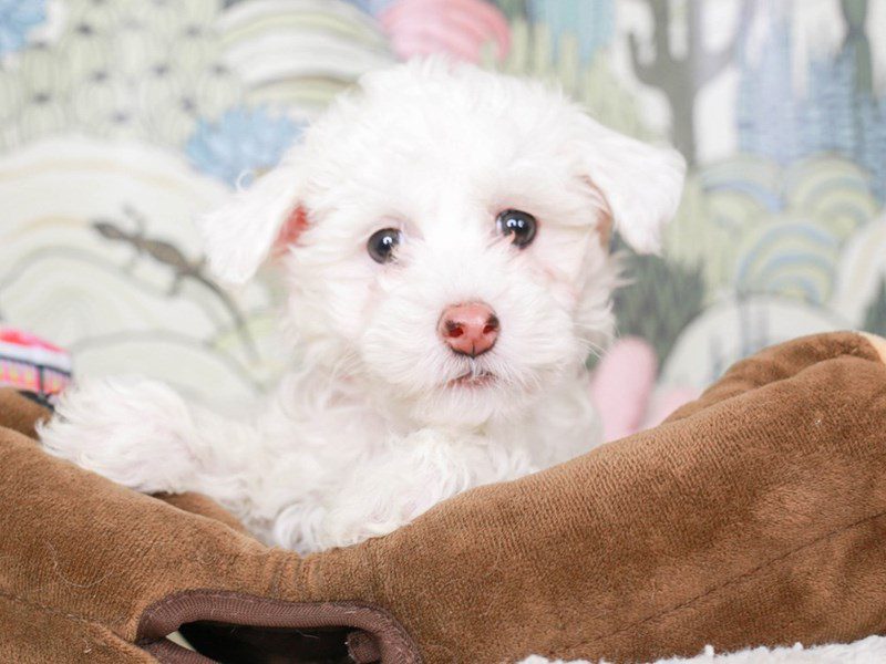 Chinese Crested-Female-White-3570033-Animal Kingdom | Puppies N Love