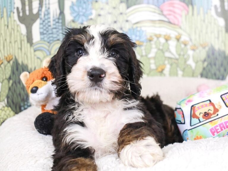Mini Bernedoodle
