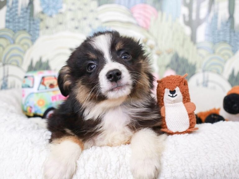 Mini Aussie
