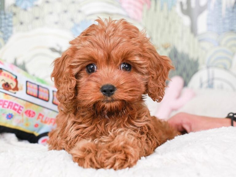 Cavapoo