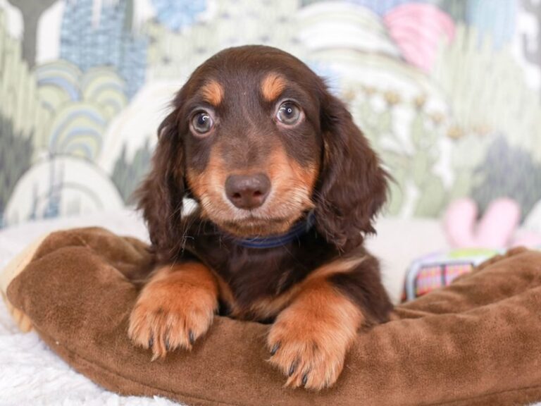 Dachshund