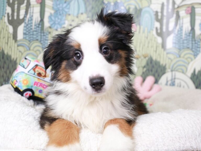 Mini American Shepherd