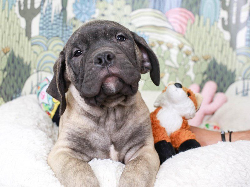 Bullmastiff-Female-FAWN-3572107-Animal Kingdom | Puppies N Love