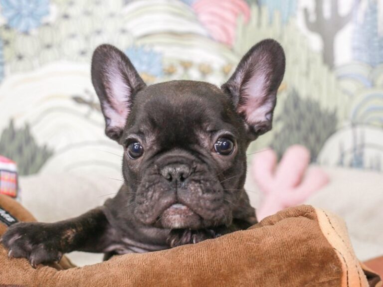 French Bulldog