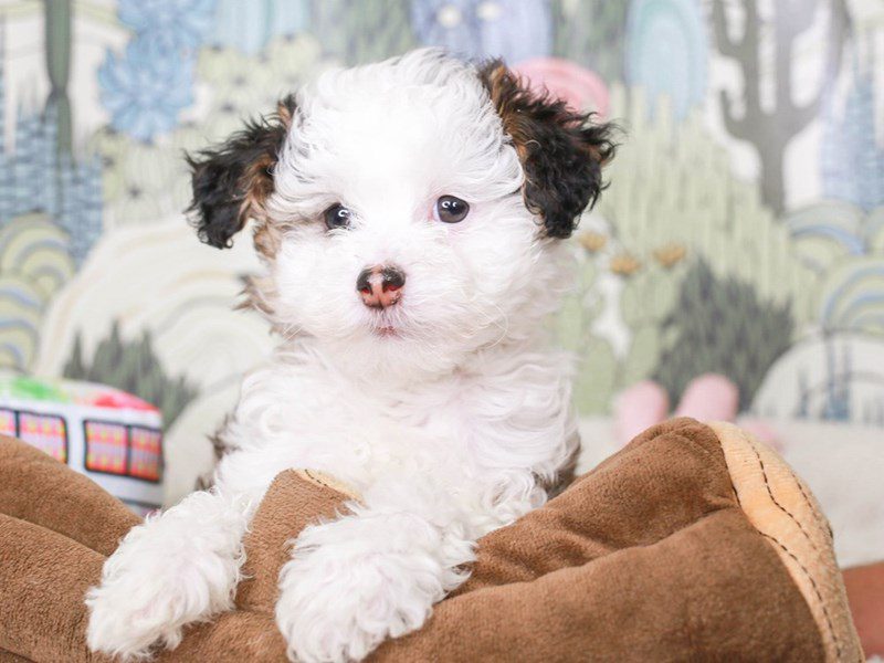 Chinese Crested-Female-White and Chocolate-3570030-Animal Kingdom | Puppies N Love