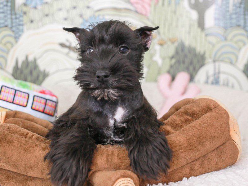 Confetti Schnauzer-Male-blk & wh-3572589-Animal Kingdom | Puppies N Love