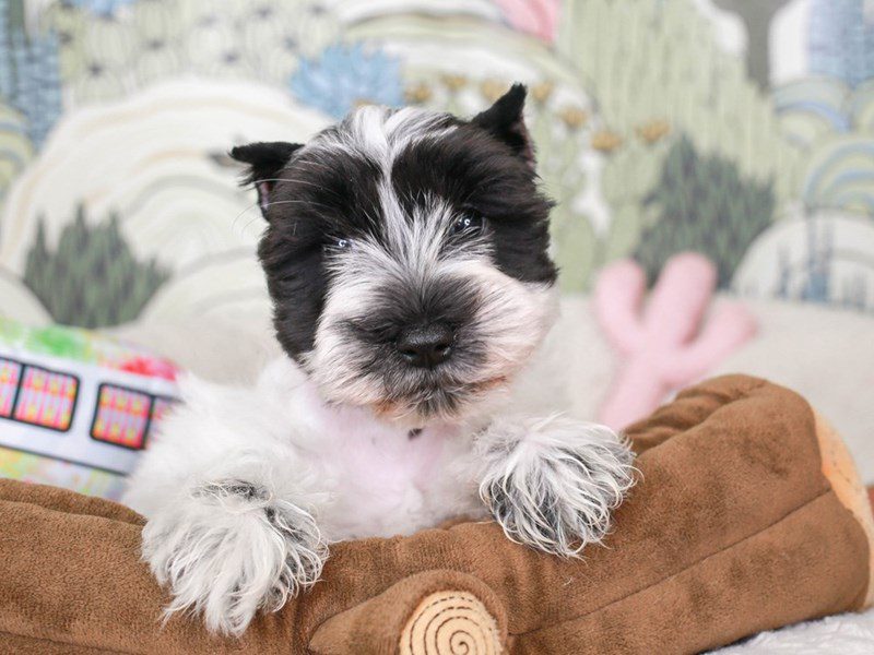 Confetti Schnauzer-Female-wh & bl-3572592-Animal Kingdom | Puppies N Love