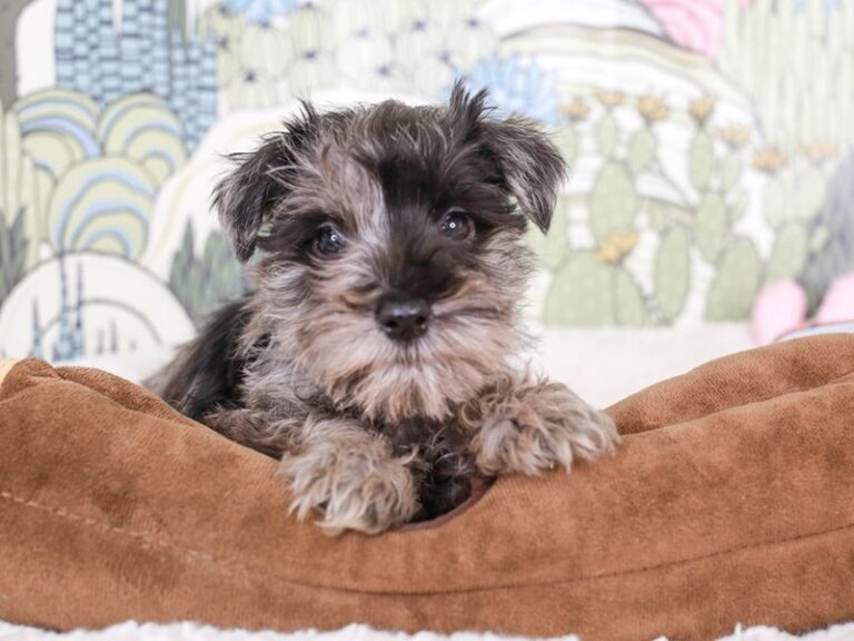 Mini Schnauzer