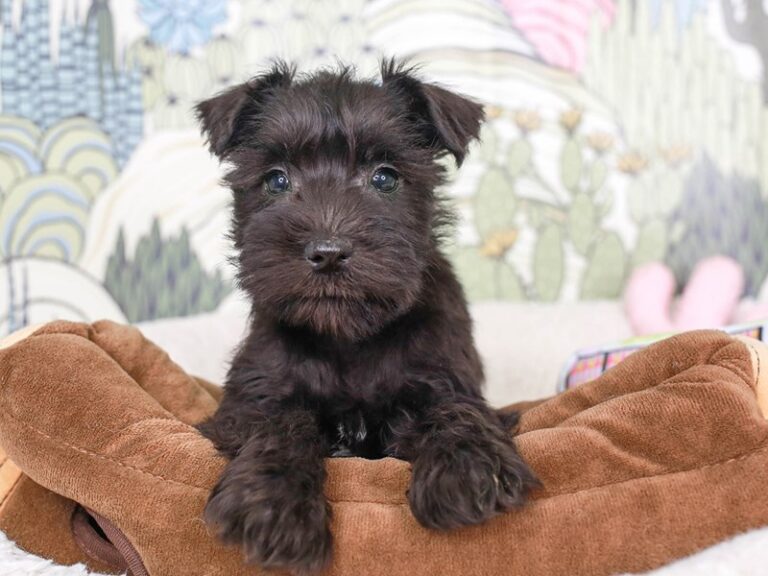 Mini Schnauzer