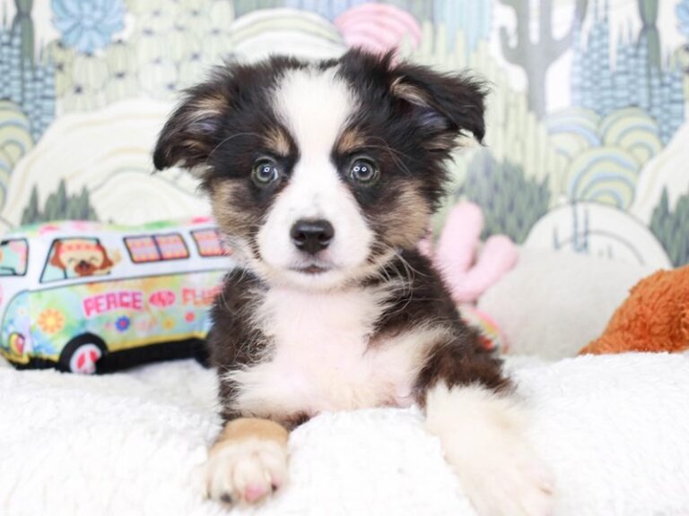 Mini Aussie