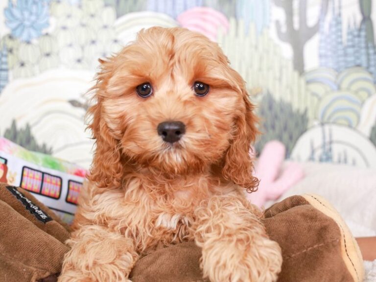 Cavapoo