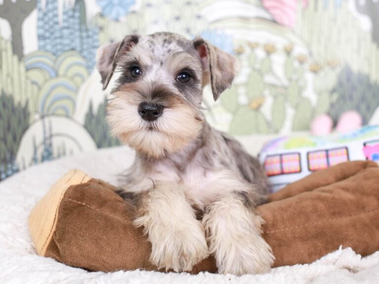 Mini Schnauzer