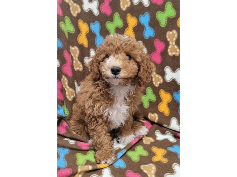 Cavapoo