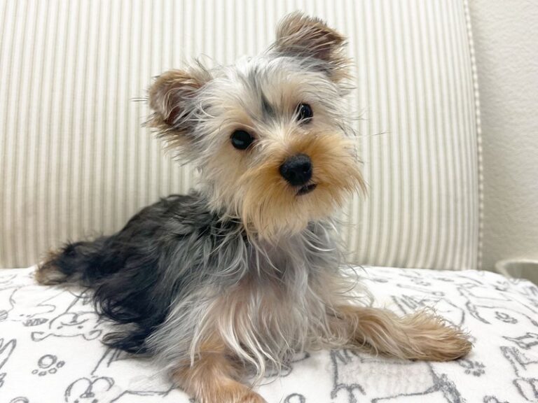 Yorkshire Terrier