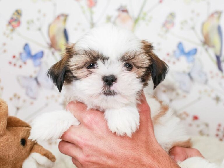 Shih Apso