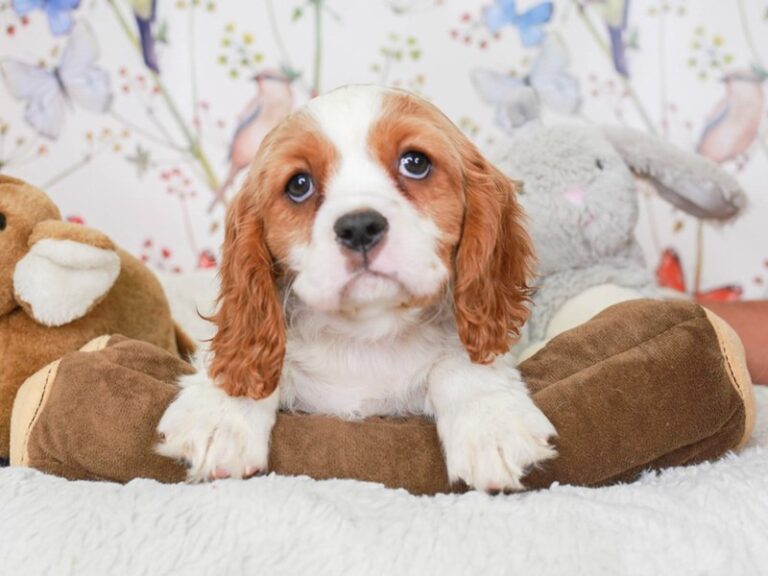 Cavalier King Charles