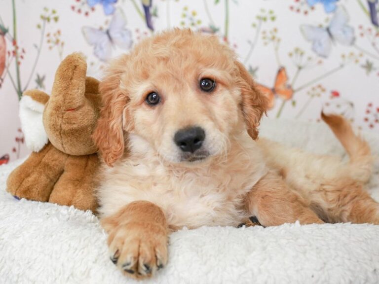 Mini Goldendoodle