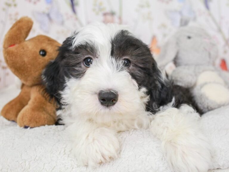 Mini Sheepadoodle