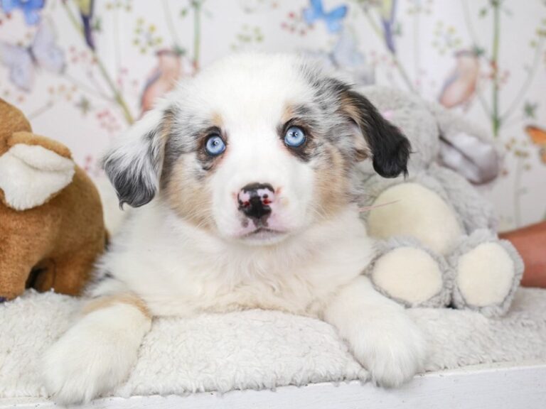 Mini Aussie
