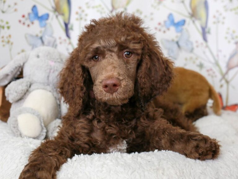 Standard Poodle