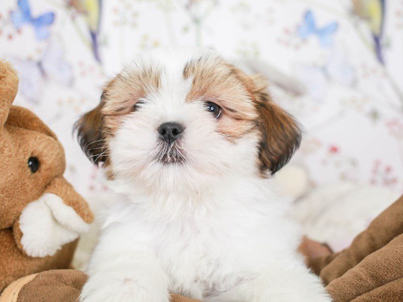 Shih Apso-Male-Wh & Sble-3583089-Animal Kingdom | Puppies N Love
