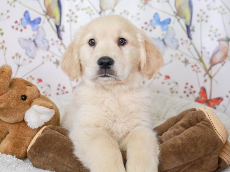 Golden Retriever