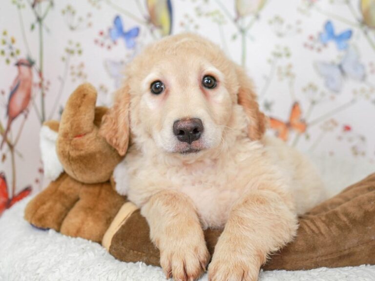 Mini Goldendoodle