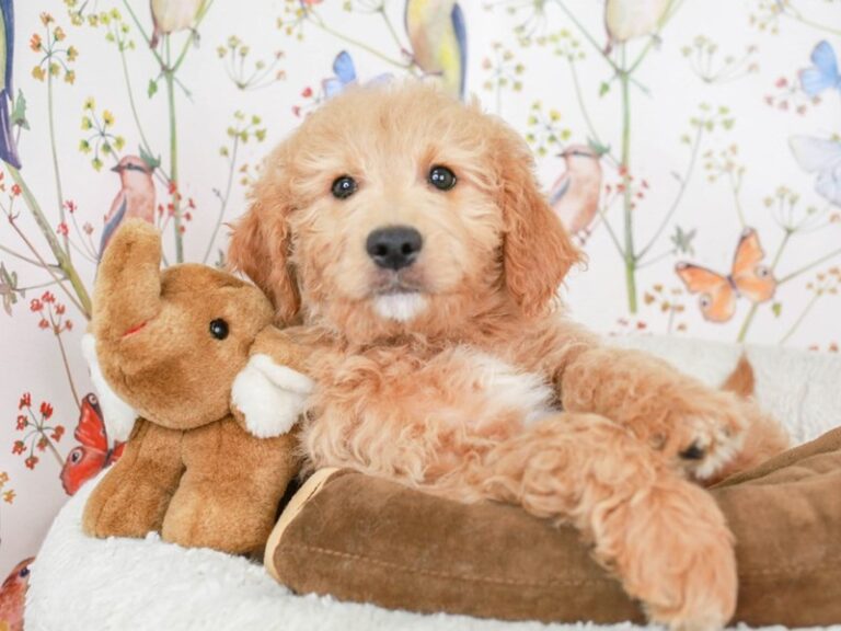Mini Goldendoodle