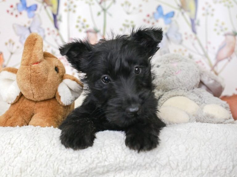 Scottish Terrier