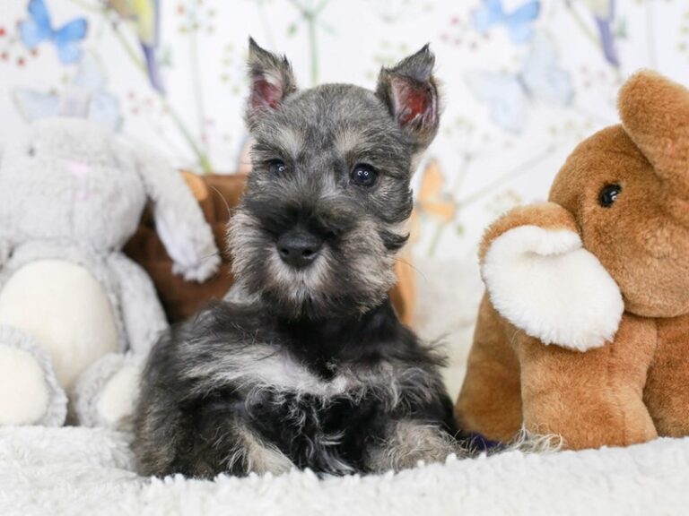 Mini Schnauzer