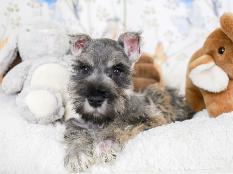 Mini Schnauzer