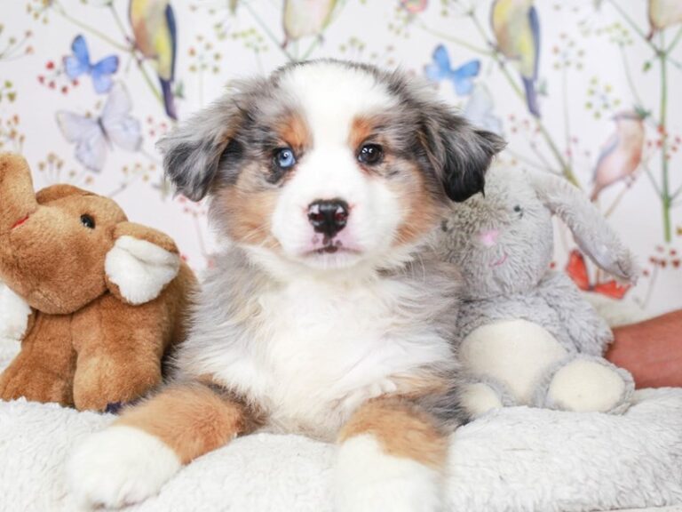 Mini Aussie