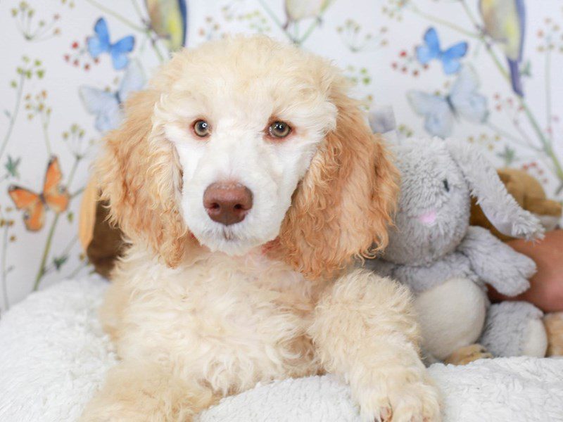 Standard Poodle-Male-cream-3582276-Animal Kingdom | Puppies N Love