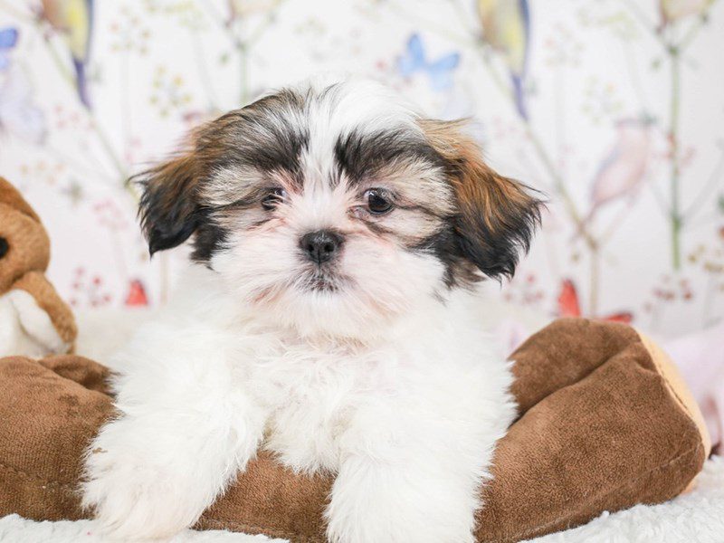 Shih Apso-Male-Wh & Sble-3583087-Animal Kingdom | Puppies N Love