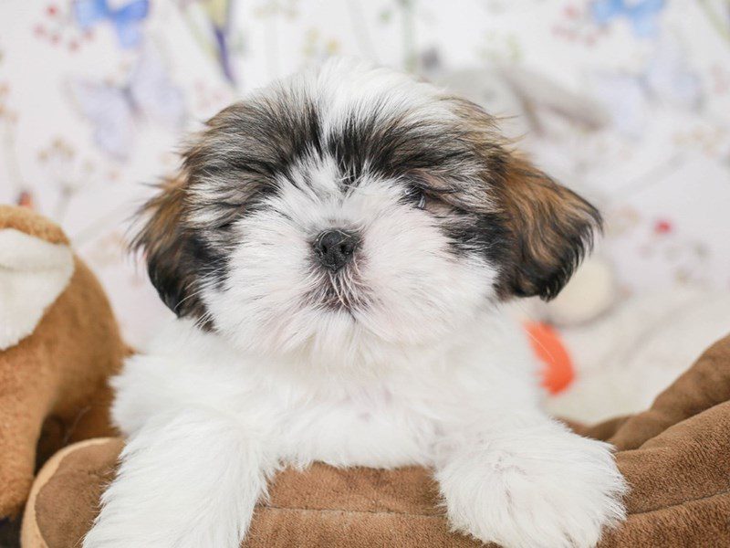 Shih Apso-Male-Wh & Sble-3583088-Animal Kingdom | Puppies N Love