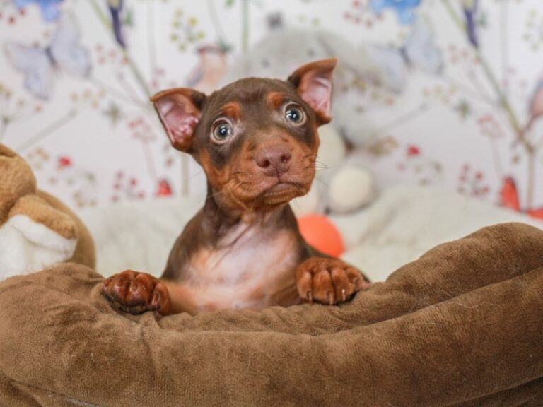 Mini Pinscher