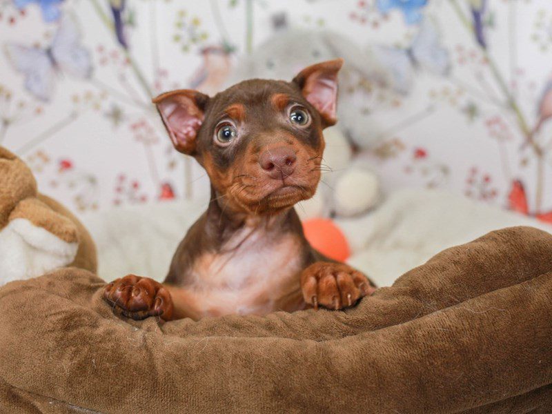 Mini Pinscher-Male-choc & tn-3583069-Animal Kingdom | Puppies N Love