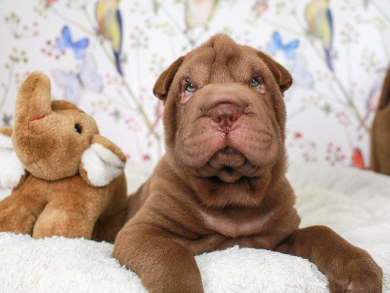 Mini Shar Pei-Male-choc-3582774-Animal Kingdom | Puppies N Love