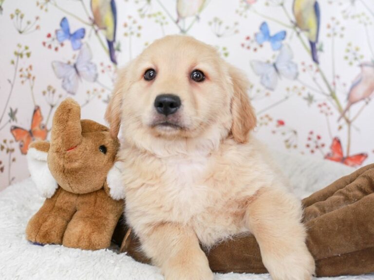 Mini Goldendoodle