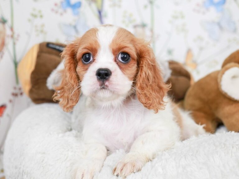 Cavalier King Charles