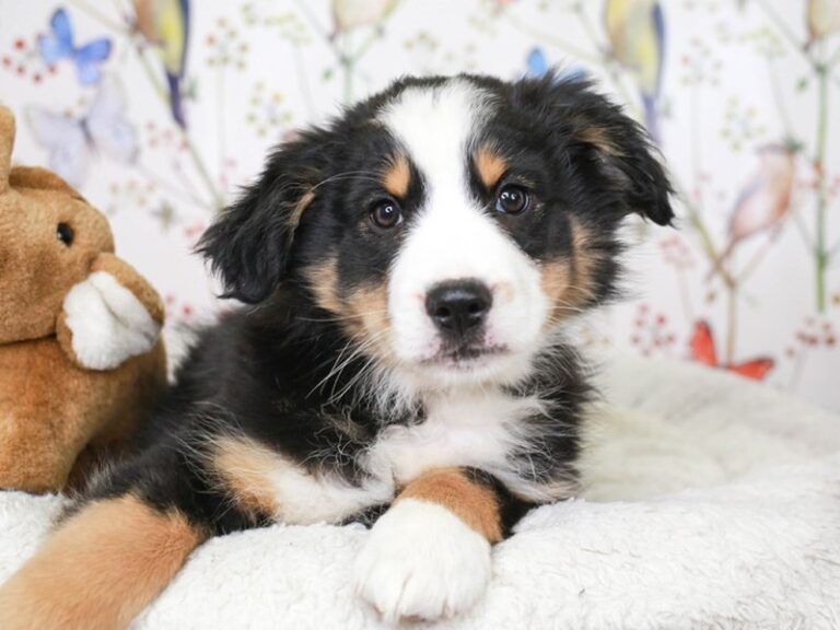 Mini Aussie
