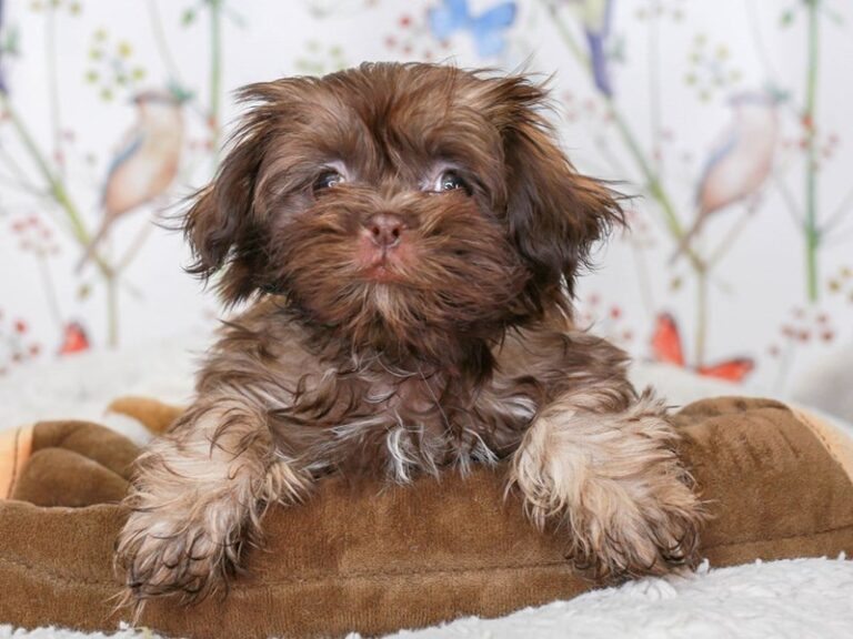 Shih Tzu