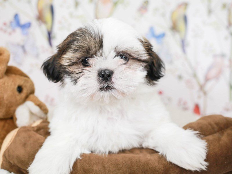 Shih Apso-Female-Wh & Sble-3583091-Animal Kingdom | Puppies N Love