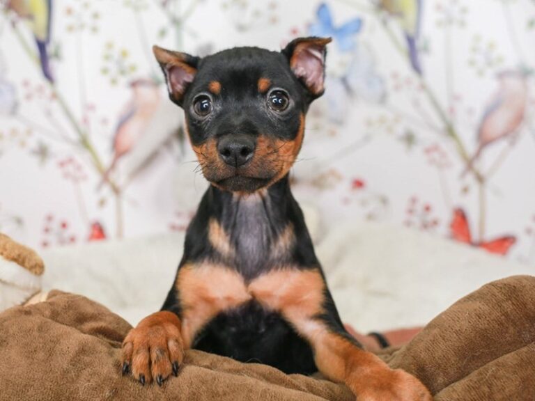 Mini Pinscher